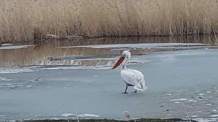Кудрявого пеликана-одиночку заметили новосибирцы на озере Чаны