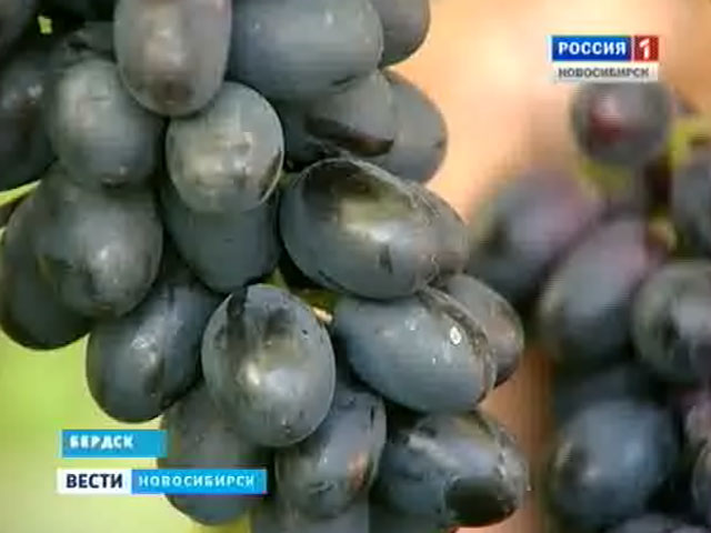 Садоводы продемонстрировали свои достижения на выставке плодов у ДК Чкалова