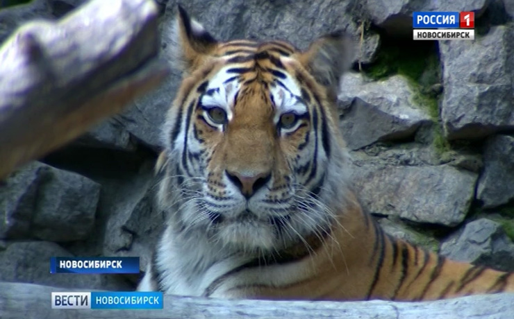 В Новосибирском зоопарке рассказали, как создаются семьи животных