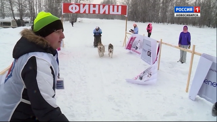 Фестиваль ездовых собак «Хаски Фест» провели под Новосибирском