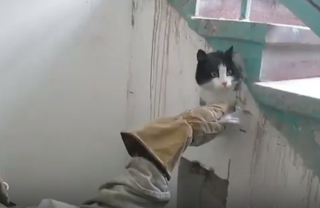 Спасатели в Новосибирске разобрали стену подъезда ради спасения кота 