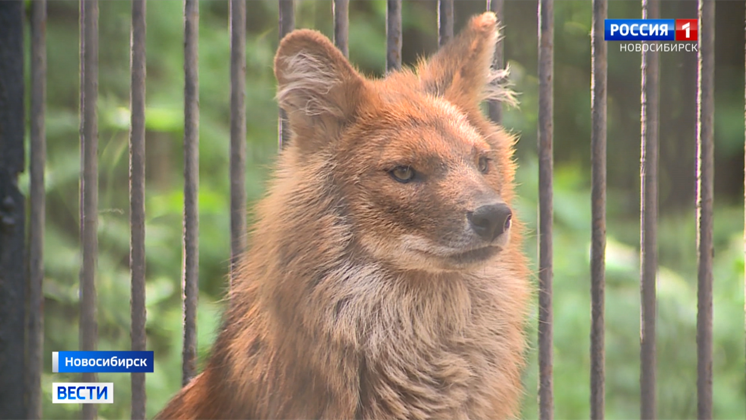Из-за коронавируса Новосибирскому зоопарку потребовалась помощь горожан
