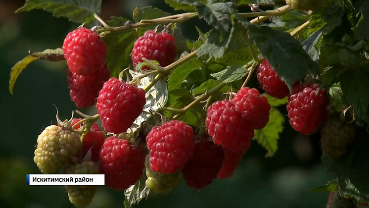 «Вести» узнали секреты богатого урожая малины в Новосибирской области