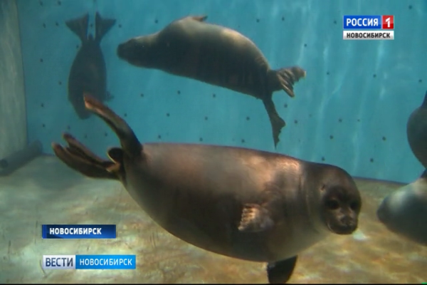 «Вести» узнали любовные истории Новосибирского дельфинария
