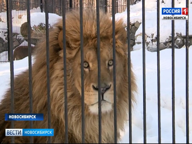 Обитатели новосибирского зоопарка стойко переносят морозы