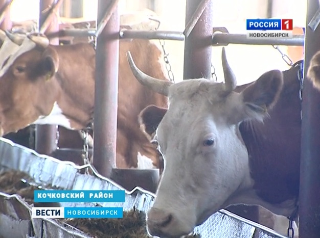 В Новосибирской области выросло производство молока