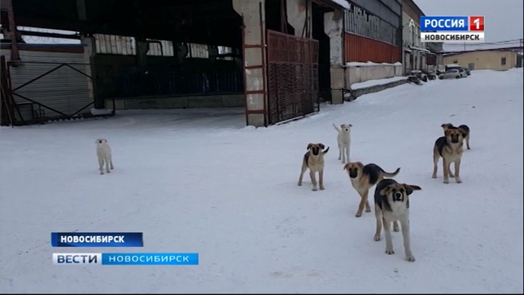 Опасная стая бродячих псов терроризирует жителей Октябрьского района