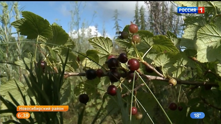 Рекордный урожай чёрной смородины собирают в новосибирском посёлке 