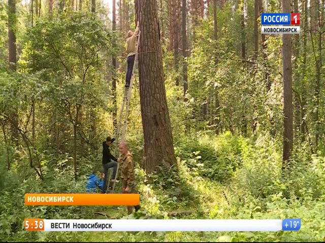 В Заельцовском бору нашли 300-летнюю сосну 