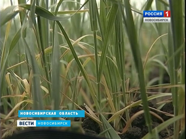 Жара и засуха в Новосибирской области привели к гибели посевов