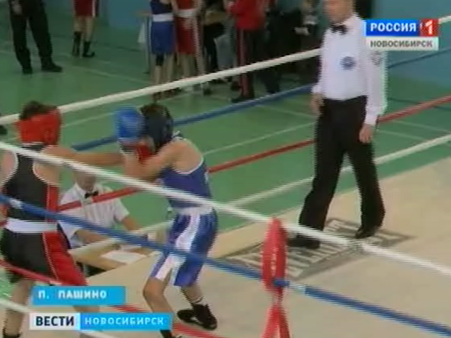 В поселке Пашино прошло первенство Новосибирской области по боксу