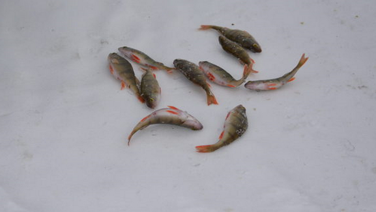 На озере Чаны Новосибирской области массово гибнет рыба