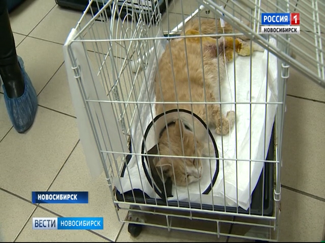 В Новосибирске неизвестные выкинули кота с десятого этажа