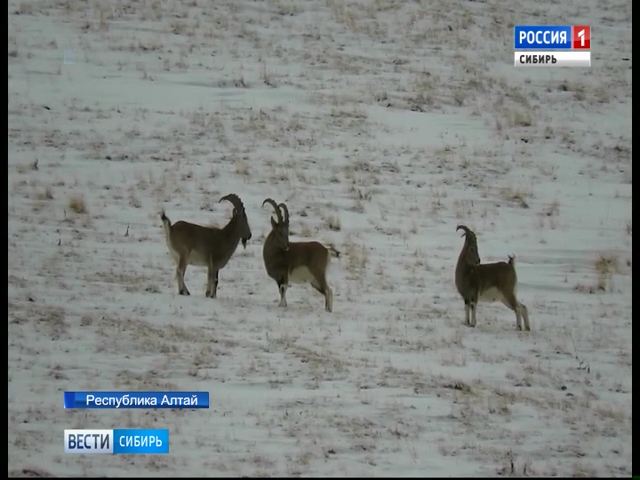 Два уголовных дела возбудили в Республике Алтай из-за отстрела краснокнижных баранов