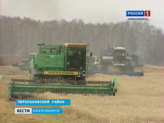 Новосибирские аграрии продолжают собирать урожай, несмотря на капризы погоды