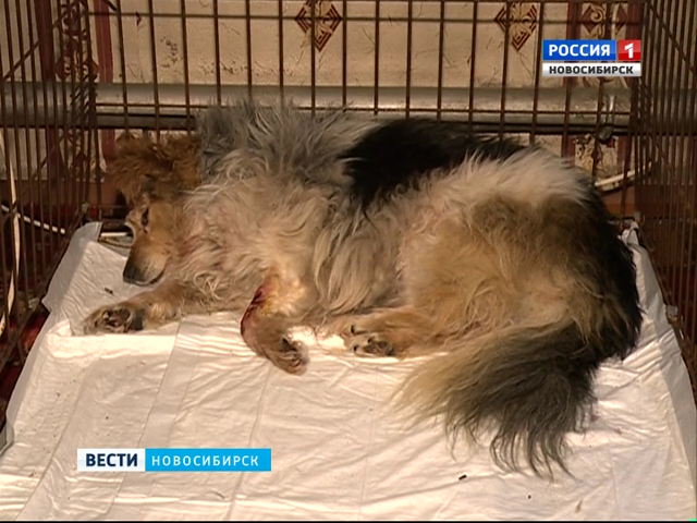 В Бердске живодёры избили пса и бросили на улице в тридцатиградусный мороз