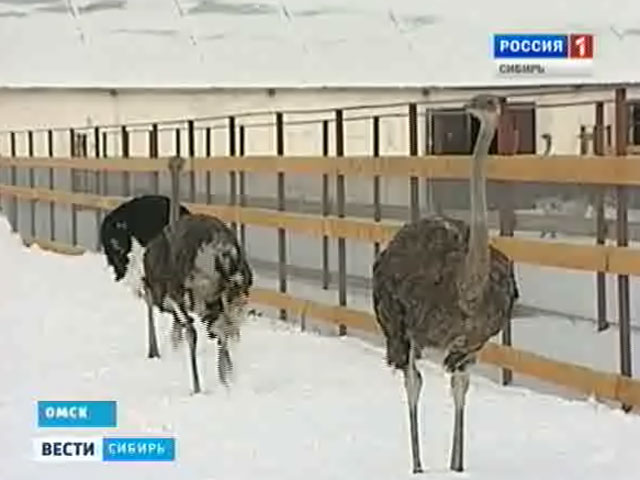 Омские животноводы начали разводить страусов