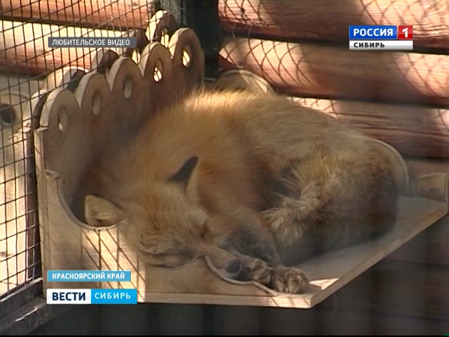 В Красноярске на острове Татышев появились дикие лисы