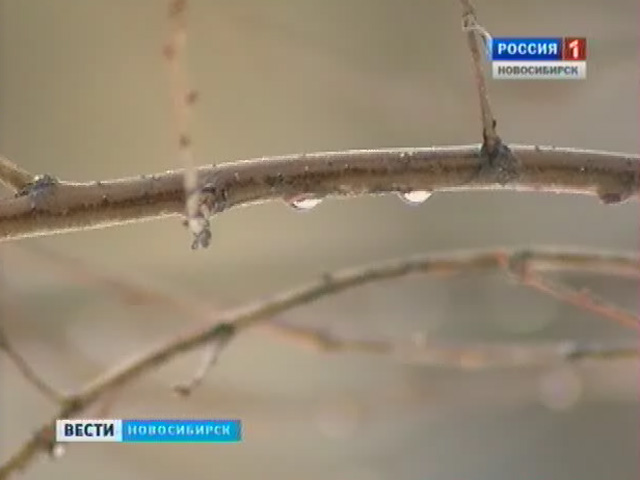 В Новосибирске прошел первый в этом году дождь, воздух на улице прогрелся до плюс трех
