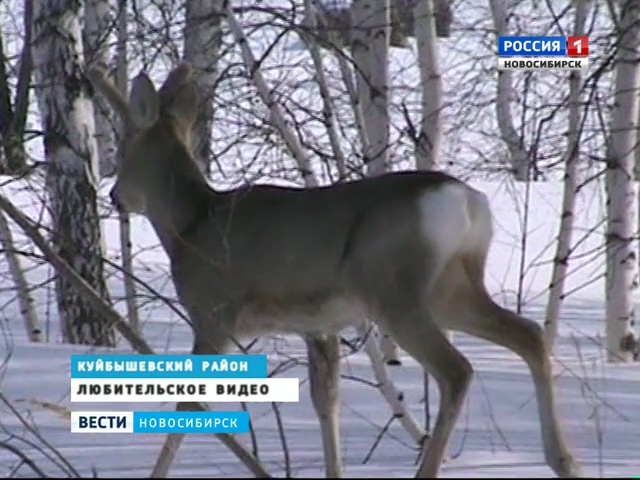 В Новосибирской области охоту на косуль завершили на месяц раньше срока