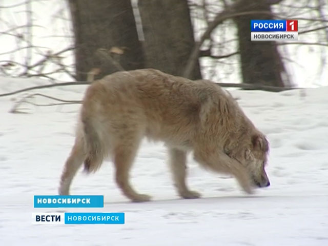 В микрорайоне &quot;Затон&quot; бродячие собаки нападают на людей