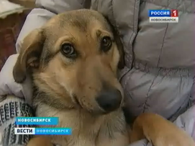 В Новосибирске работает уникальный центр реабилитации бездомных животных после операций