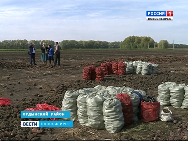 Овощеводы Ордынского района собрали рекордный урожай