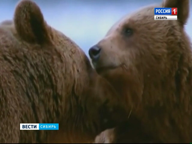 Потомки исчезнувших в Японии и на Аляске доисторических медведей проживают в Сибири