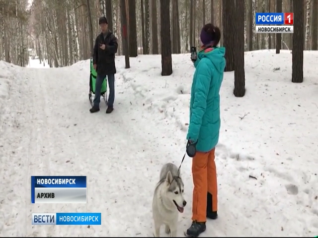 Мужчина с коляской и пистолетом стреляет в собак жителей Академгородка