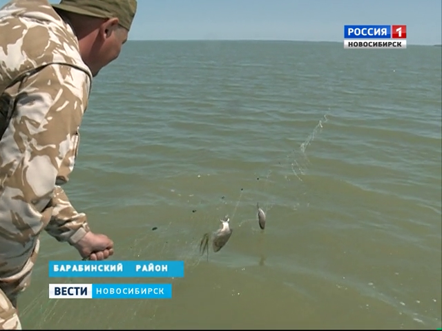  Браконьеры в Новосибирской области попались на ловле рыбы сетями в нерест