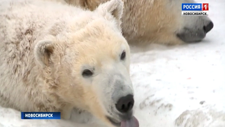 В День полярного медведя в Новосибирском зоопарке поздравили Кая, Герду и их сына Ростика