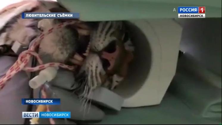 В Новосибирске обследовали цирковую тигрицу, упавшую в обморок в Магнитогорске