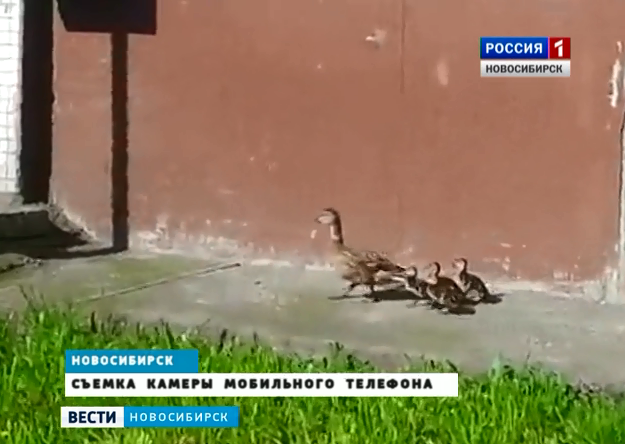В Центре Новосибирска заметили семью уток