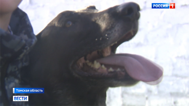 Служебным собакам УФСИН нашли хозяев и проводили на пенсию в Томске