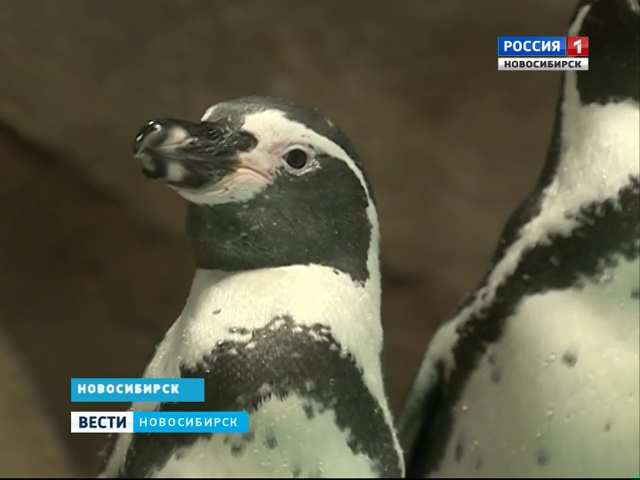 В зоопарке Новосибирска открылся пингвинарий