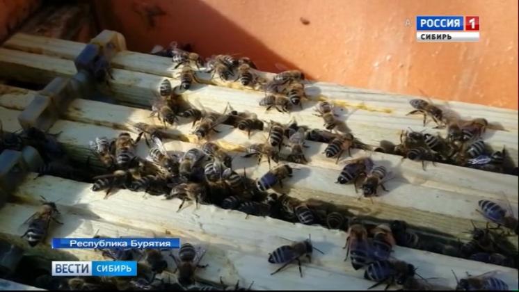 Пчеловоды из Бурятии предложили свой способ борьбы с исчезновением пчёл