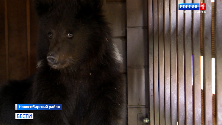 Пойманного в новосибирском лесу медвежонка передадут в реабилитационный центр в Санкт-Петербурге