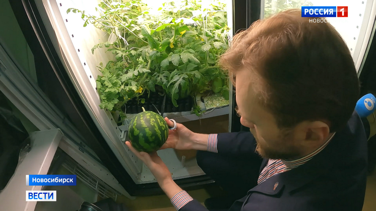 В Новосибирске собрали урожай экспериментальных арбузов с искусственныхгрядок - Вести