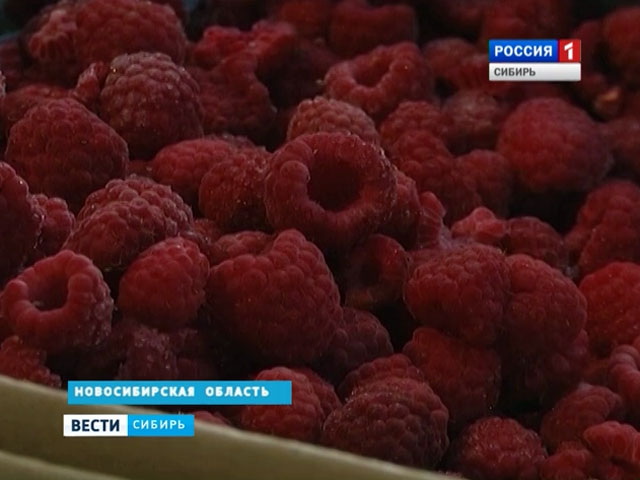 Санкции дали шанс сибирским агрономам поднять производство