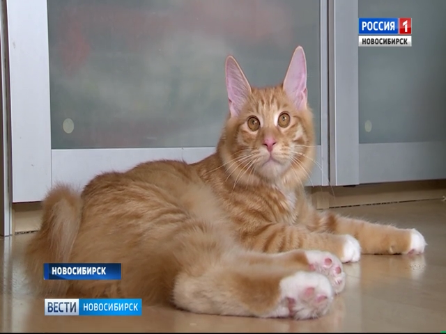  В Новосибирске пройдет международная выставка кошек