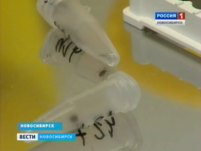 Новосибирские врачи отмечают рост заболеваемости боррелиозом