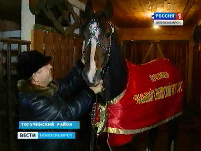 В Тогучинском районе Новосибирской области развивают племенное коневодство