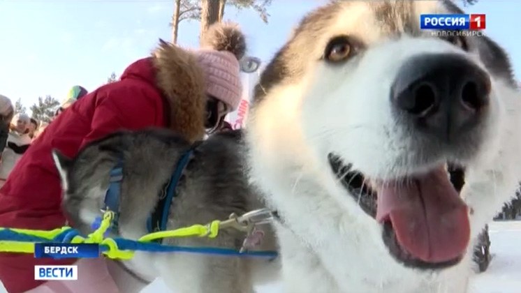 Гренландские собаки победили на соревнованиях по ездовому спорту в Новосибирске