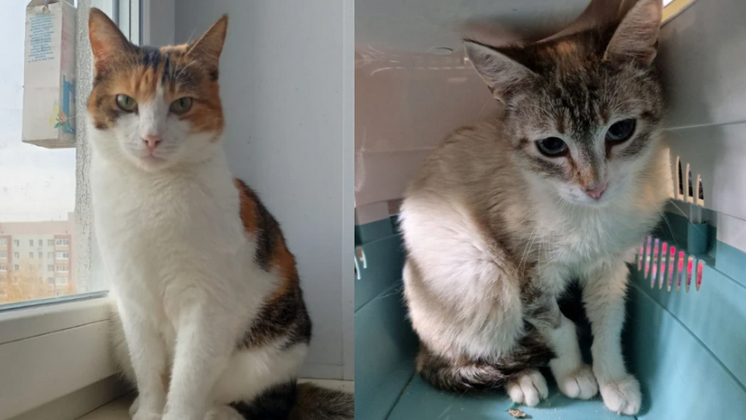 Жительница Новосибирска приютила двух кошек из Донбасса