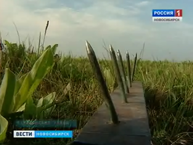 Жители Барабинского района ищут тех, кто установил ловушки-шипы по Кирзинскому заповеднику