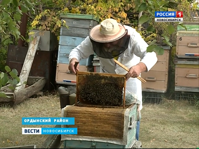 Сбор урожая мёда завершен в Новосибирской области