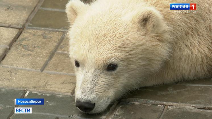 Очередной бэби-бум случился в новосибирском зоопарке в 2023 году
