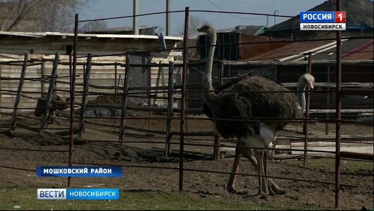 «Вести» познакомились с владельцами фермы черных африканских страусов