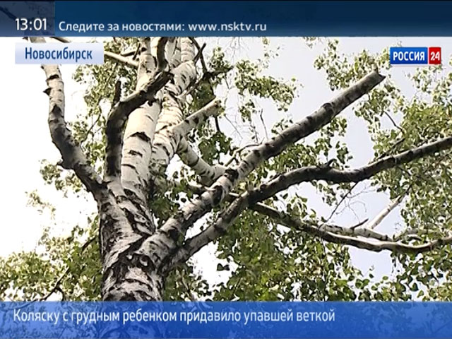 В Центральном парке коляску с грудным ребенком придавило упавшей веткой