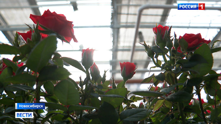 Под Новосибирском роботы начали выращивать розы для всей Сибири